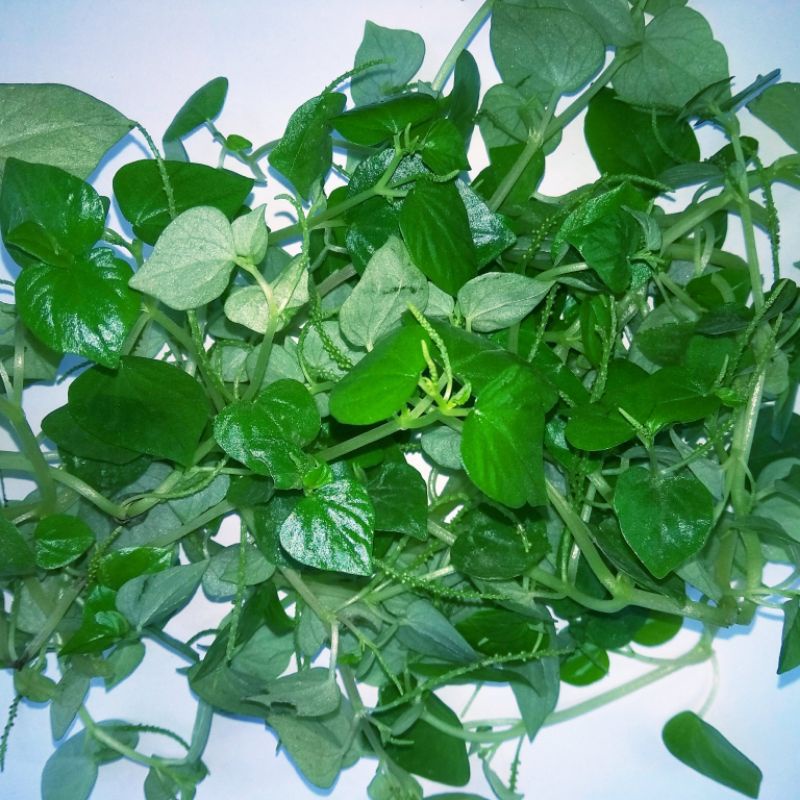 

DAUN SIRIH CINA | SURUHAN KETAPANG AIR 500GR