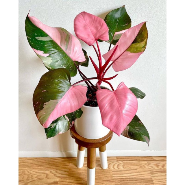 PROMO Bibit Philodendron pink princess Bibit stek cutting Tanaman Hias Original