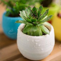 Mini Candy Flower Pot