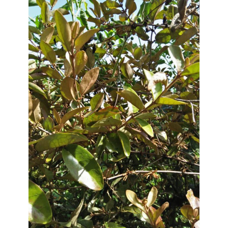 

Benalu kopi