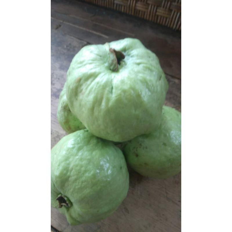 

Jambu kristal tanpa biji 1 kg, isi 5 - 7, tergantung ukuran
