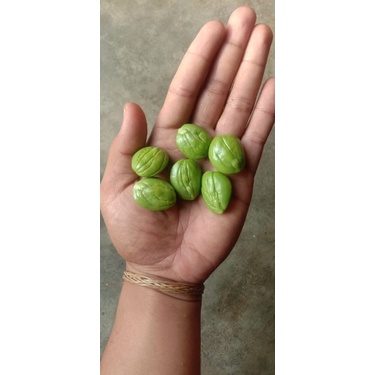 

Petai Kalimantan petai super Borneo kualitas bagus petai unggul