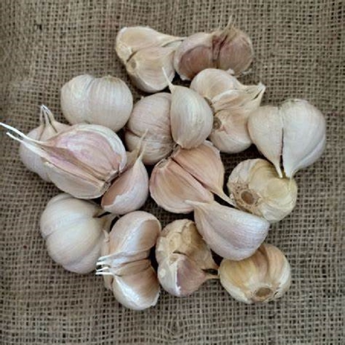 

bawang putih kating
