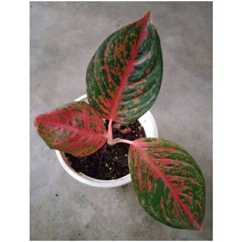 bibit anakan wulandari