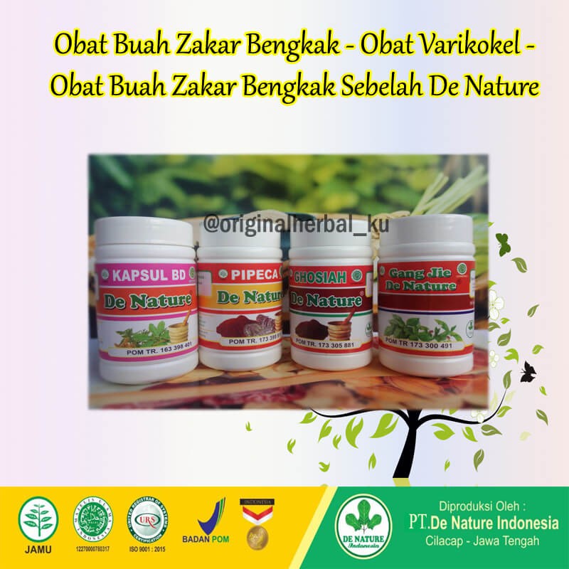 Obat Mr P Bengkak Dan Sakit Kencing, Varikokel Paling Ampuh