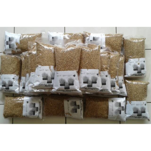 Benih Gandum/Rumput Gandum