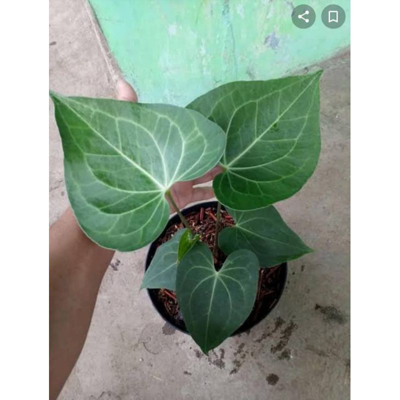 anthurium clarinervium hybrid