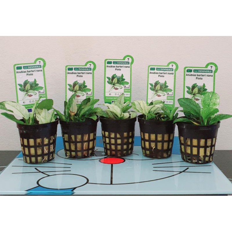 Anubias Pinto dennerle ori + tag name