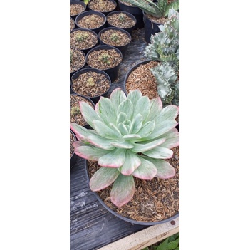 tanaman hias sukulen jenis echeveria jumbo