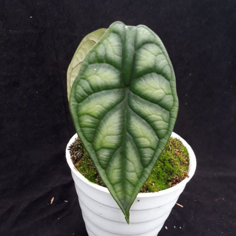 Tanaman Hias Alocasia Dragon Scale