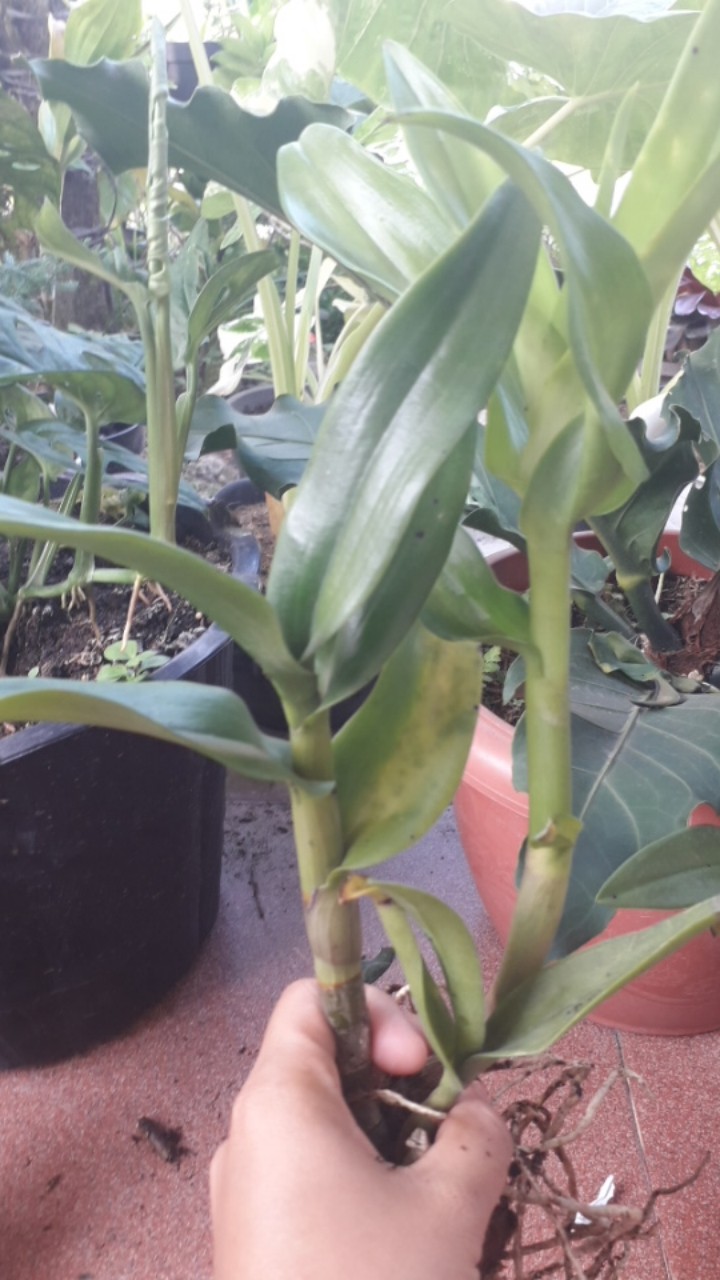 Anggrek Dendrobium Popaye