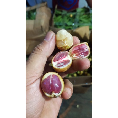 

MENTENG SEGAR LANGKA TERMURAH 1kg