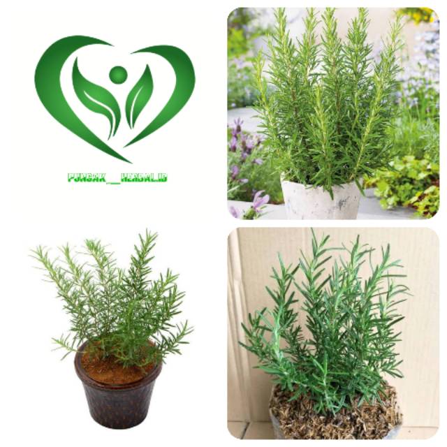Bibit tanaman rosemary pohon rosemary