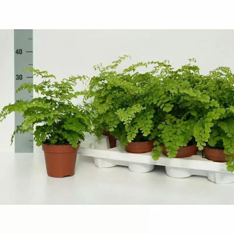 SUPLIR RIMBUN/PANASTIS/LOVE SHOP MILLENIAL/TANAMAN INDOOR 13love-shop