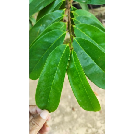 

daun sirsak segar organik