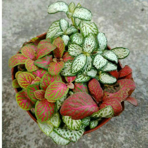 Fittonia Mix ( tanaman hias hidup import )
