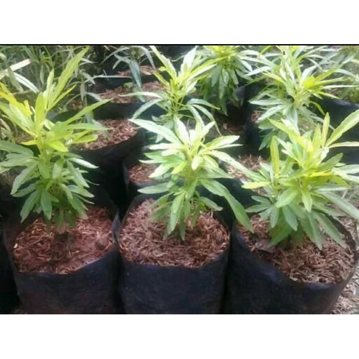 Tanaman Zodia Pengusir nyamuk - Tanaman pengusir nyamuk zodia