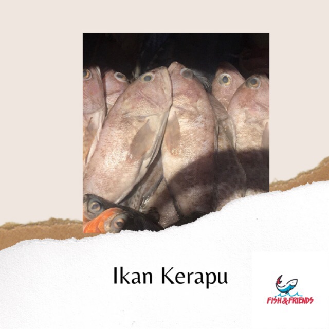 

IKAN KERAPU SEGAR BANDUNG - 1KG