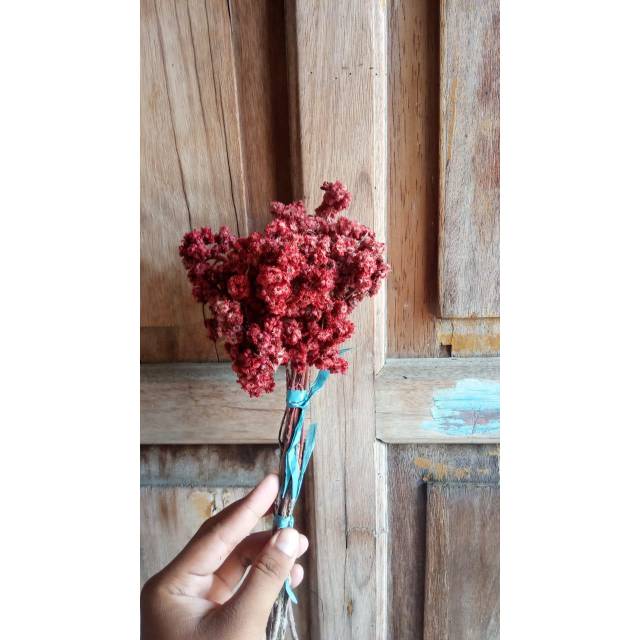 Bunga Edelweis Merah ikat kecil Shopee Indonesia Bunga Edelweis Merah ikat kecil Shopee Indonesia