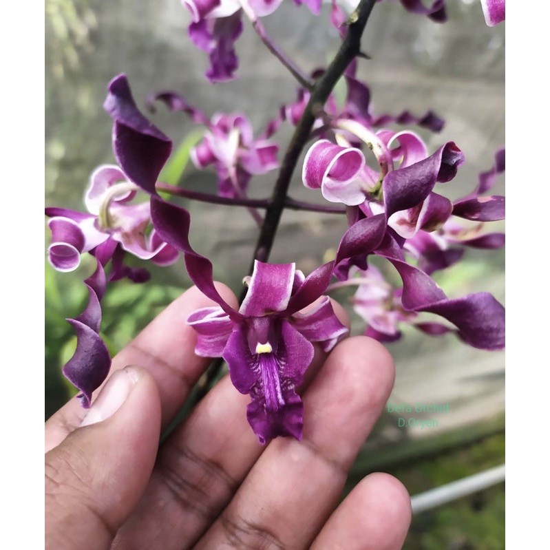 Seedling anggrek dendrobium oryen-anggrek-tanaman hidup-bunga hidup-seedling(tanaman hias hidup-bung