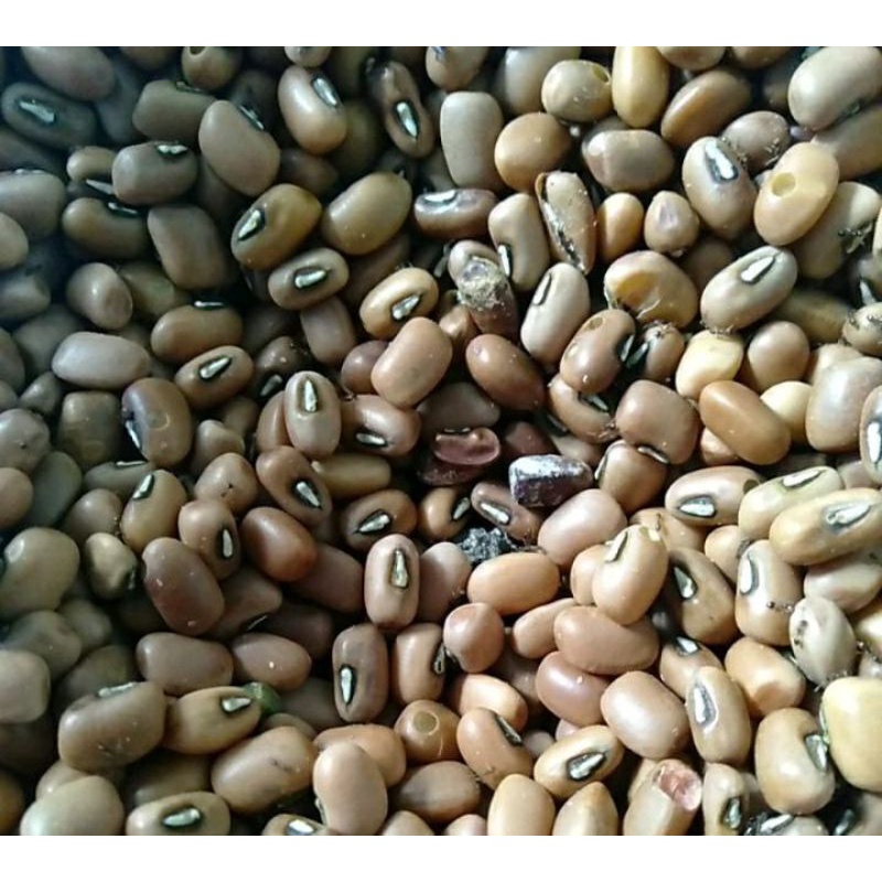 

Kacang Tolo Tholo kering