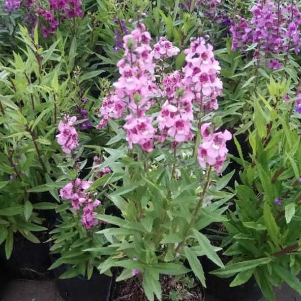 Tanaman hias lavender pink - bunga lavender