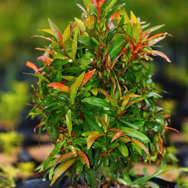 Bibit pohon tanaman pucuk merah kuncup merah