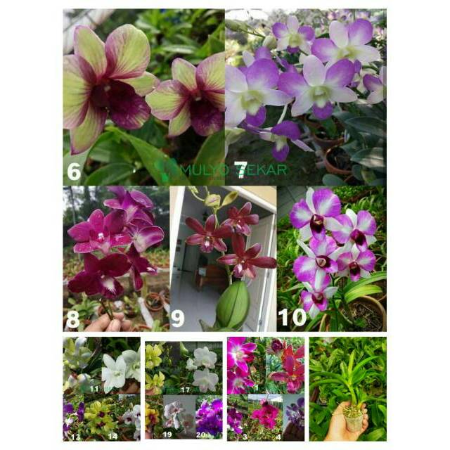 Anggrek Dendrobium Remaja Murah dendro