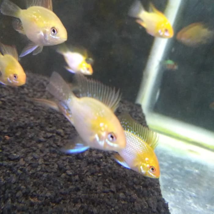 SUPER SALE - IKAN RAMIREZI GOLDEN AQUASCAPE HIASAN AQUARIUM