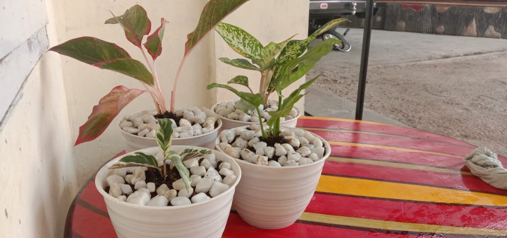 Tanaman Hias Chalatea Tisu White Fision