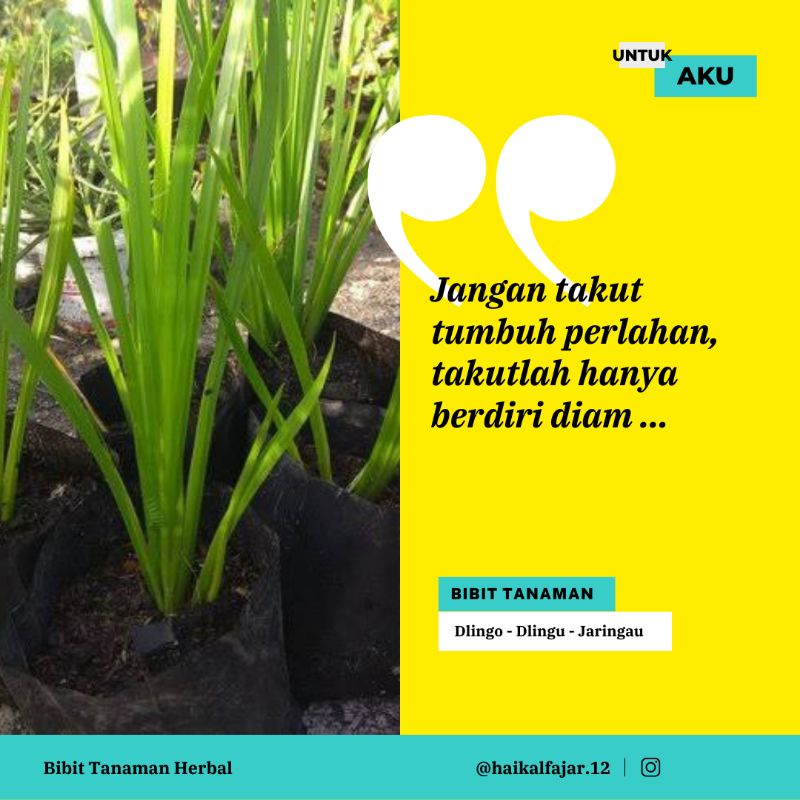 Dlingo - Jaringau - Bibit Tanaman Herbal Dlingo - Dlingo bayi