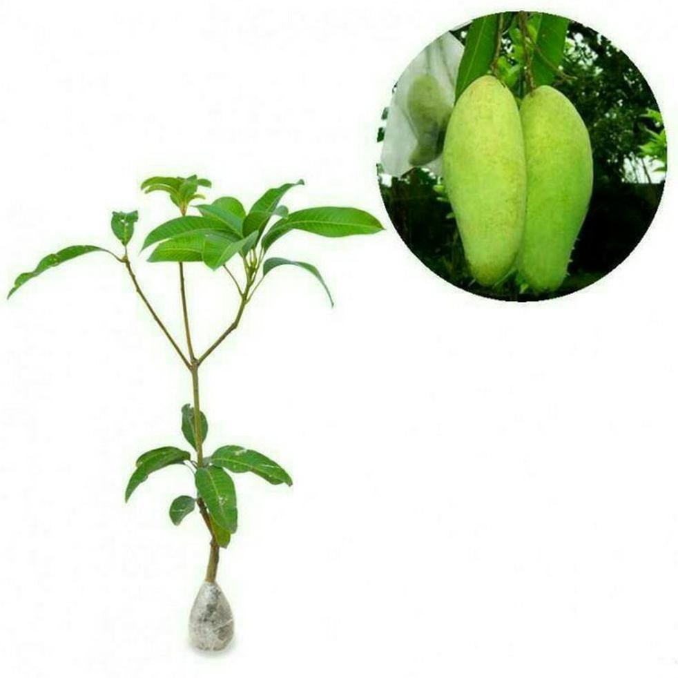 Bibit Buah Tanaman Mangga Buah Mangga Golek India #_*