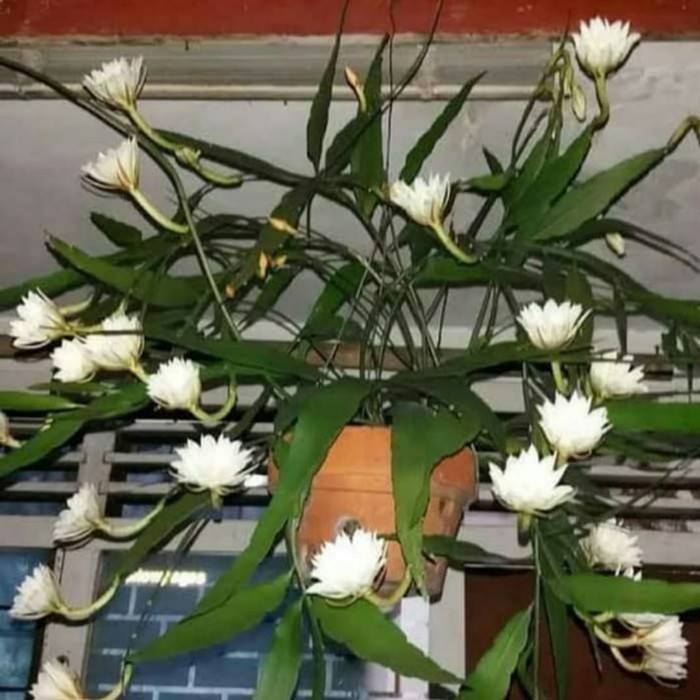 Promo Tanaman Hias Gantung Wijaya Kusuma Bunga Putih - Tanaman Hias Hidup - Bunga Hidup - Bunga Hias