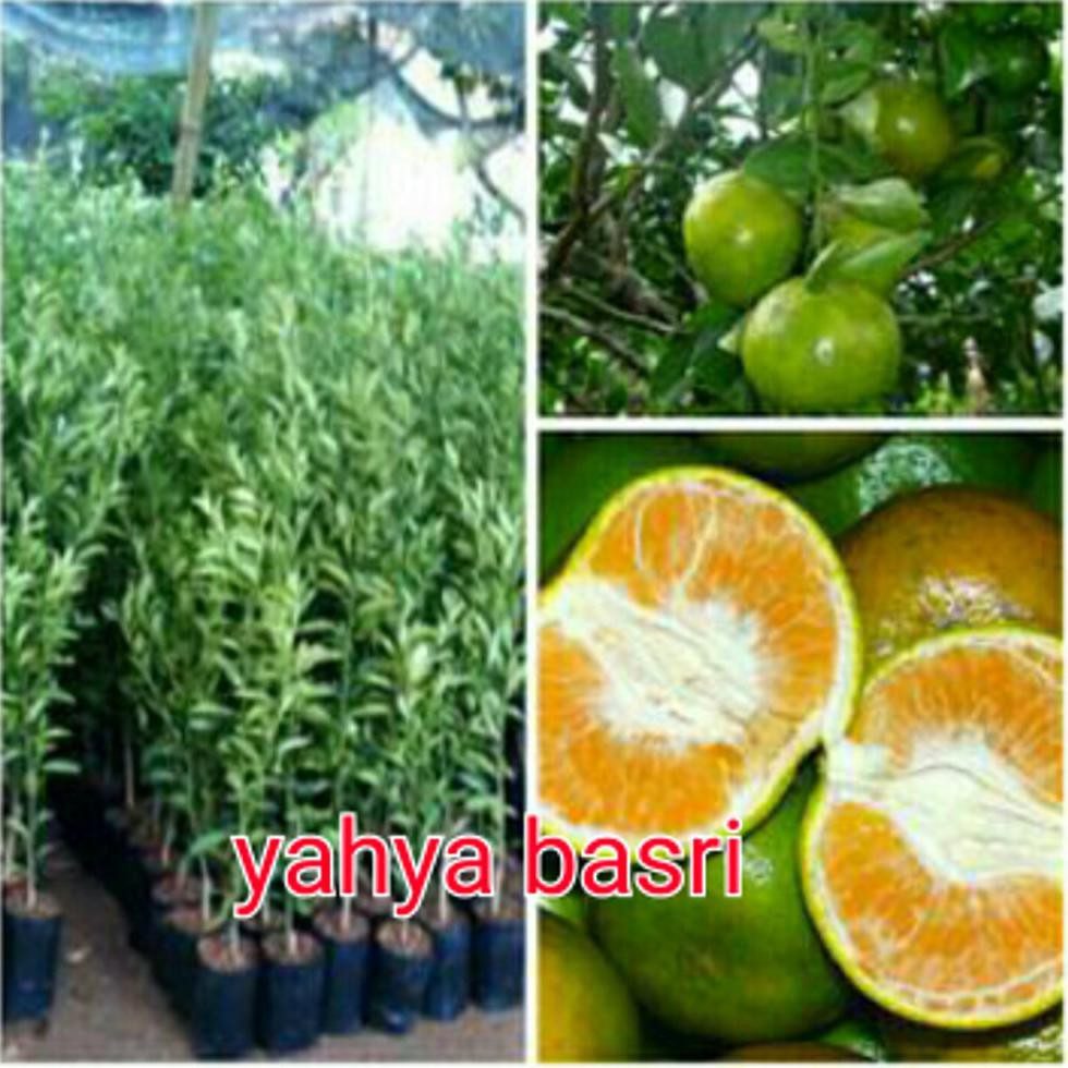 R” BIBIT JERUK BW @_@