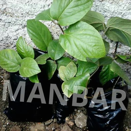 tanaman singa depa tanaman herbal