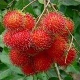 

Rambutan Binjai