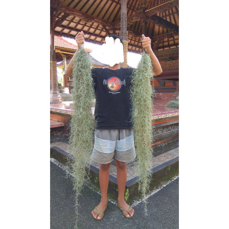 jenggot musa 100-120cm - jenggot dewa- tillandsia jenggot nabi - jenggot musa