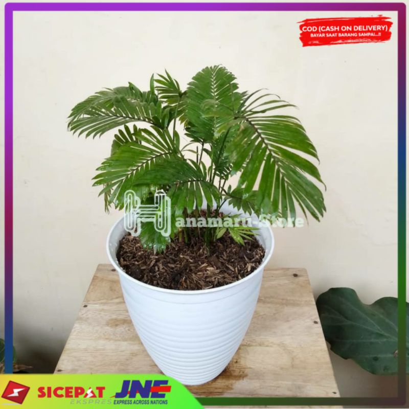 Tanaman palem paris mini - Tanaman palem jernang - Tanaman palem