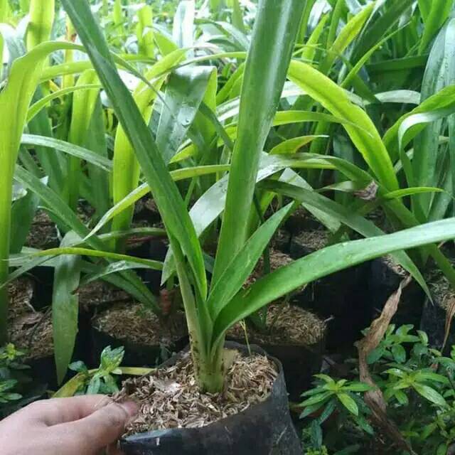 Tanaman Hias Bunga Bakung Air Mancur Pohon Bakung Lele Shopee