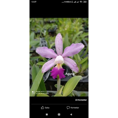 Cattleya Violacea x Tianmu sesame