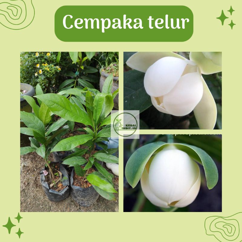 Bibit bunga cempaka telur/cempaka putih kedai bibit.id