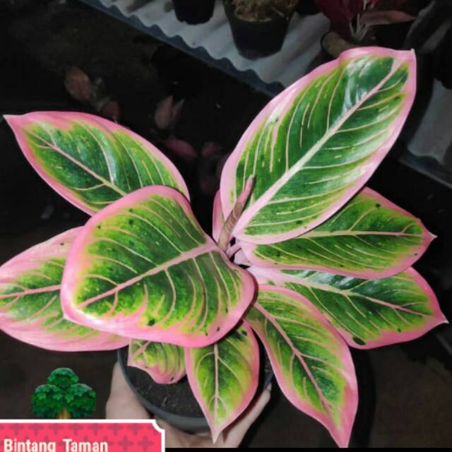 Tanaman hias Aglonema Lotus delight-Aglonema lotus