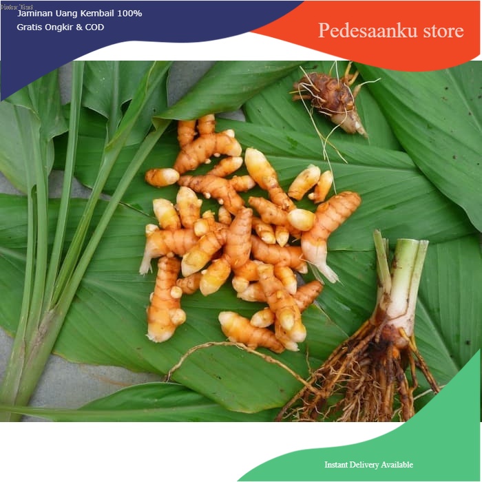 

1 KG KUNYIT KONENG KUNING BUMBU/HERBAL COD