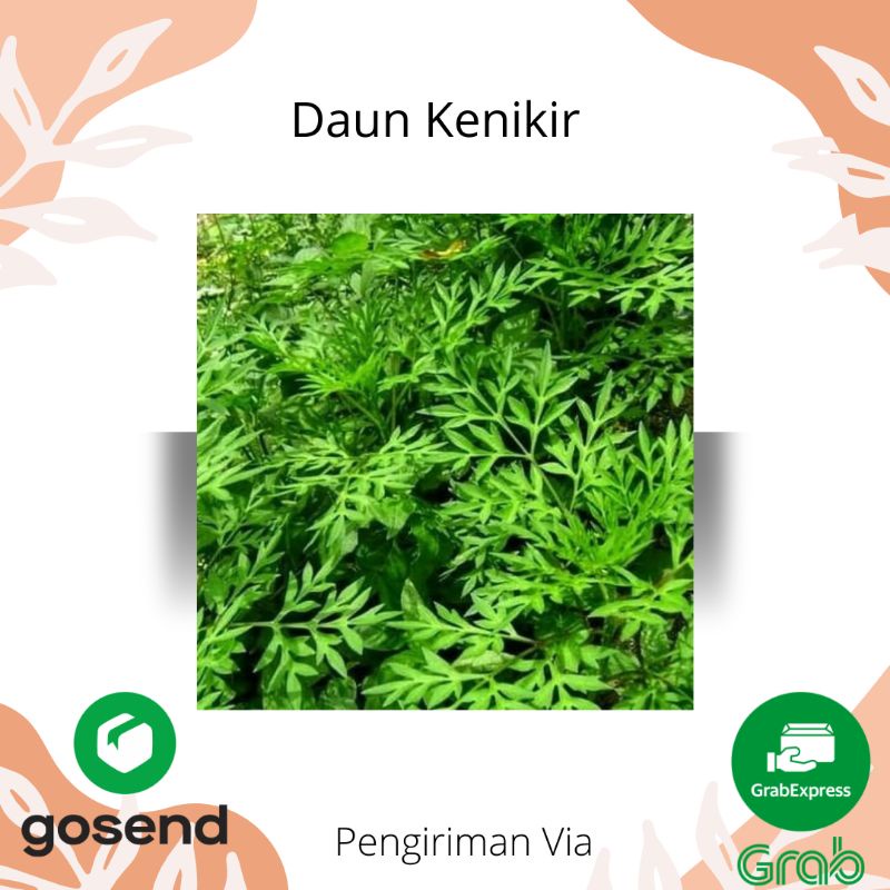 

KENIKIR SAYUR per ikat