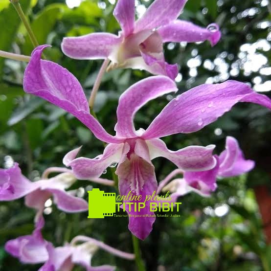 anggrek spesies dendrobium superbien
