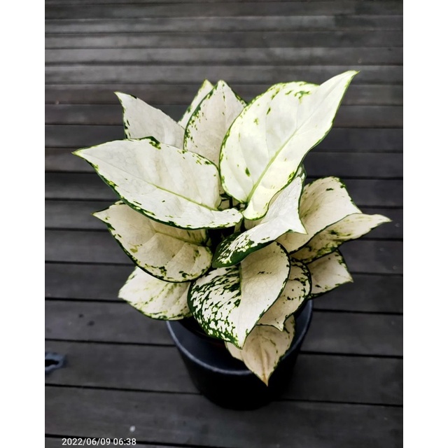 Tanaman Hias Aglonema Snow White - aglonema siam paragon - Tanaman Indoor - Tanaman Outdoor - tanama