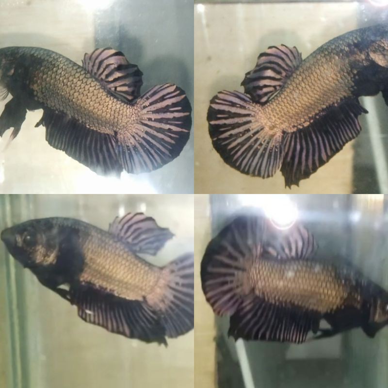 Harga nyungsepp  Sepasang Avatar cooper gold rintik