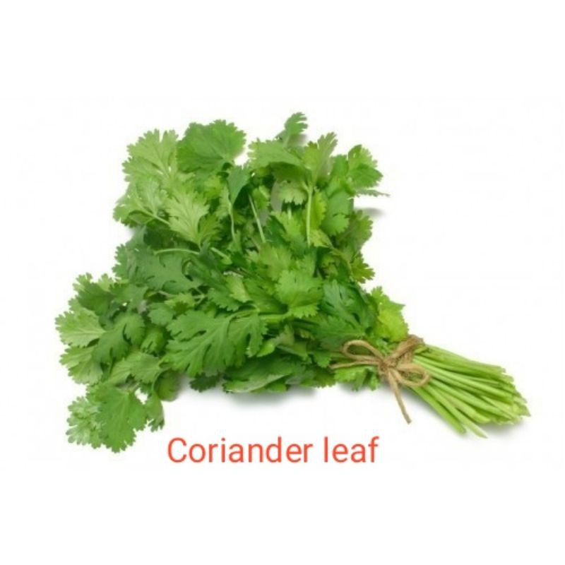 

Coriander leaf