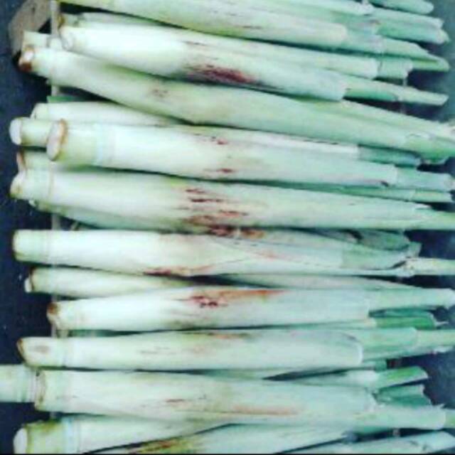 

Jual Terubuk Trubuk Turubuk Endog Tiwu Bunga Telur Telor Tebu [ bisa cod ]