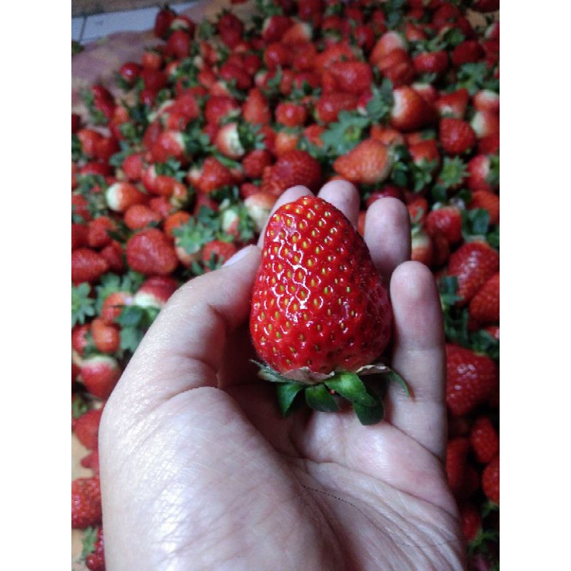 

STRAWBERRY SEGAR KILOAN